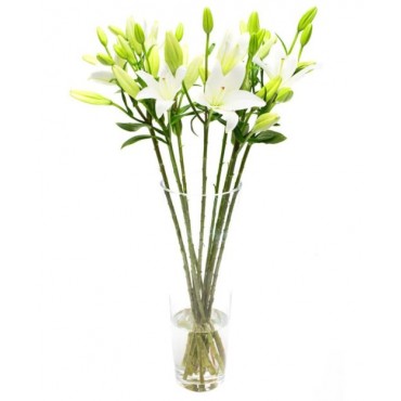 White Asiatic Lilies for Home or Office